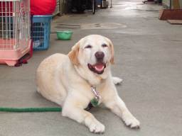 クリーニング屋の向かいの犬